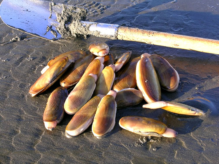 Southwest Washington Razor Clams