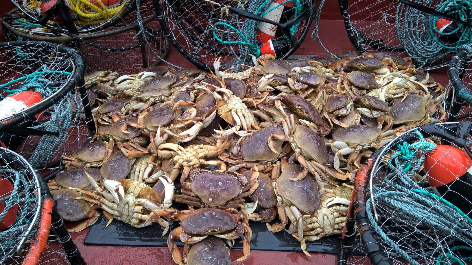 Pacific Northwest Dungeness Crab - A Most Succulent Shellfish