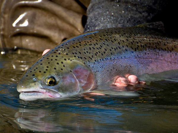 Winter Steelhead - The Fish of a Thousand Casts