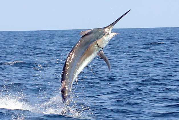 Planning to fish in Puerto Vallarta